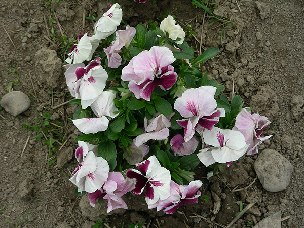 pansy in flower